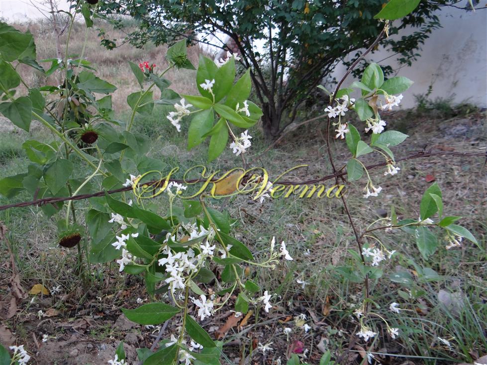  Plant